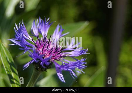 Nahaufnahme der purpurnen Kornblume (Centaurea cyanus), die in der frühen Frühlingssonne blüht Stockfoto