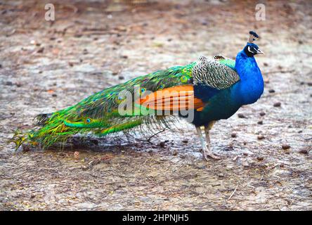 Schöne bunte Pfau Vogel Spaziergänge auf dem Boden fotografiert in Nahaufnahme Stockfoto