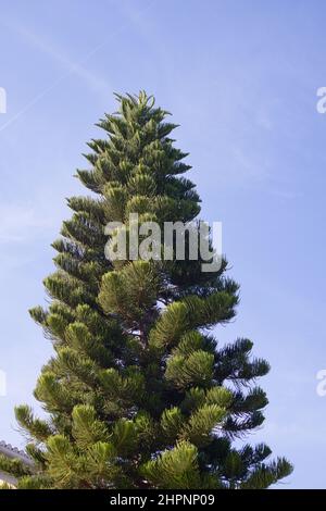 Blick vom Boden aus auf einen großen Araucaria araucana Baum in einem Garten in einer Stadt mit blauem Himmel im Hintergrund Stockfoto