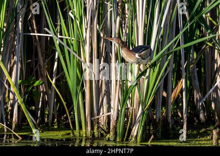 Die am wenigsten bitterte (Ixobrychus exilis) im Schilf. Es ist einer der kleinsten Reiher der Welt, der in Amerika gefunden wird. Stockfoto