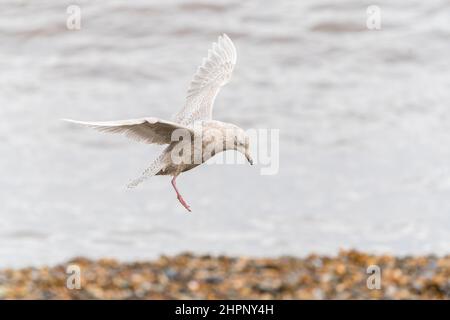 Island Gull, Larus glaucoides, Single juvenile Bird, Landung auf Kiesstrand, Cley-next-the-Sea, Norfolk, Vereinigtes Königreich Stockfoto