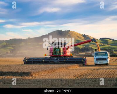 Sheffield, Canterbury, Neuseeland, Februar 18 2022: Ein großer moderner Case Harvester mit neuer automatisierter Technologie, bei der Gerstenernte Stockfoto