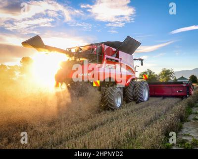 Sheffield, Canterbury, Neuseeland, Februar 18 2022: Ein großer moderner Case Harvester mit neuer automatisierter Technologie, bei der Gerstenernte Stockfoto