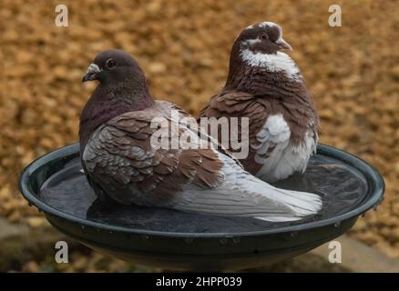 Zwei Tauben teilen sich Ein Vogelbad in einem englischen Garten Stockfoto