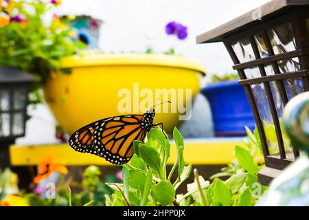 Monarch Schmetterling (Danaus plexippus) in Irvine Südkalifornien; USA Stockfoto