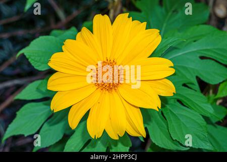 Mexikanische Sonnenblume alias Tree Ringelblume (Tithonia diversifolia) - Tree Tops Park, Davie, Florida, USA Stockfoto