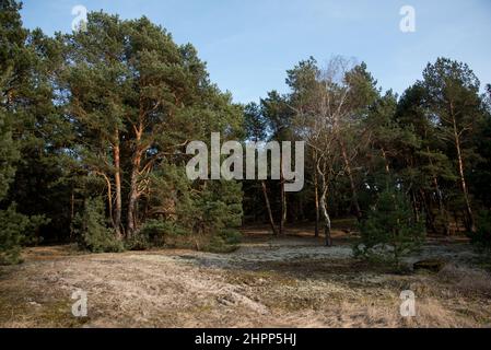 Schotten Kiefernwald sind sehr häufig als kommerzielle Forets in Nordostdeutschland. Stockfoto