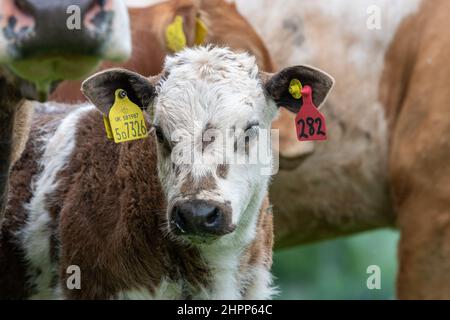 Junges Kalb mit großen Ohrmarken zur Identifizierung, Schottland, Großbritannien. Stockfoto