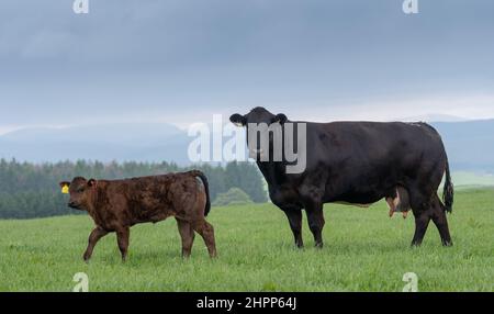 Schwarze Rinderkuh mit Kalb auf einer Hochlandweide in den schottischen Grenzen, Großbritannien. Stockfoto