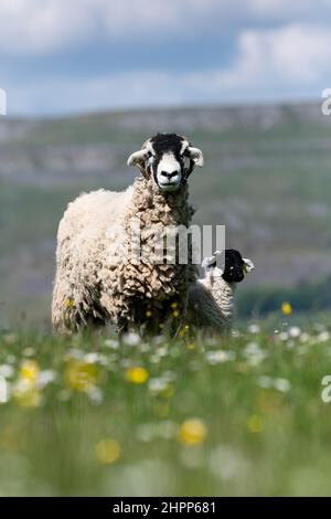 Swaledale-Mutterschafe mit Lamm auf einer Wildblumenwiese im Frühsommer, Wensleydale, North Yorkshire, Großbritannien. Stockfoto