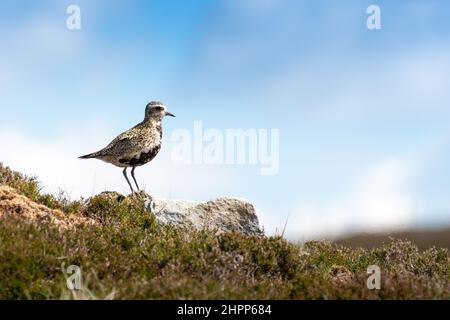 European Golden Plover ( Pluvialis apricaria ) steht auf einem Felsen auf bewirtschafteten Mooren im Yorkshire Dales National Park, Großbritannien. Stockfoto