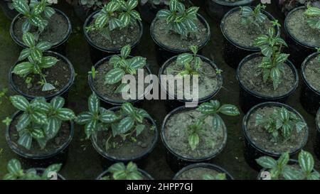 Pilea cadieri Aluminium kleine Pflanzen in Töpfen Stockfoto