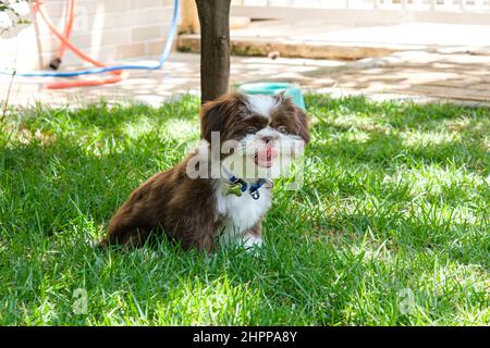 Shih tzu Welpe sitzt auf sonnigem Rasen und Zunge heraus. Stockfoto