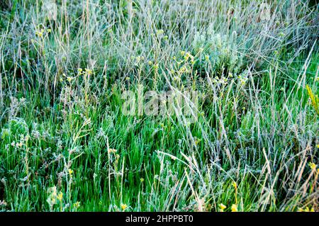 Frost im australischen Outback Stockfoto