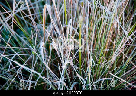 Frost im australischen Outback Stockfoto