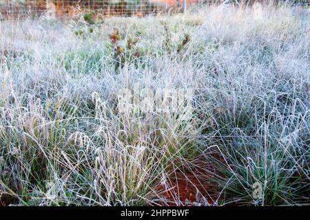 Frost im australischen Outback Stockfoto