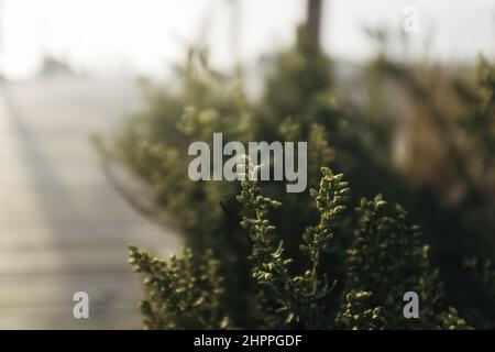 Selektiver Fokus einer Pflanze Stockfoto