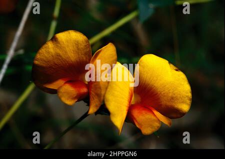 Es ist schwer, den Unterschied zwischen den Flacherbsarten zu erklären, aber es ist ziemlich sicher, dass es sich um die gewöhnliche Flacherbsenart (Platylobium Obtusangulum) im Blackburn Lake Reserve handelt. Stockfoto