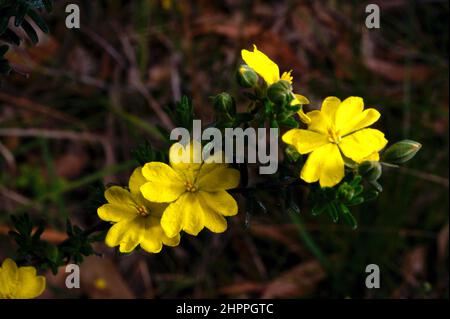 Es gibt viele Arten von Guinea Flower, aber diese gebündelten Guinea Flowers (Hibbertia prostrata) sind weniger häufig. Gefunden am Grange in Clayton North. Stockfoto