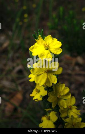 Es gibt viele Arten von Guinea Flower, aber diese gebündelten Guinea Flowers (Hibbertia prostrata) sind weniger häufig. Gefunden am Grange in Clayton North. Stockfoto