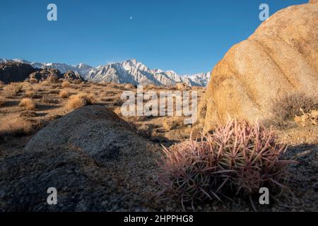 Mt. Whitney, der höchste Berggipfel in den unteren 48 Bundesstaaten, steht während des Sonnenaufgangs über den Alabama Hills im Inyo County, CA, USA. Stockfoto