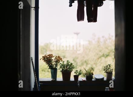 Blumen wachsen in Töpfen auf einer Fensterbank. Stockfoto