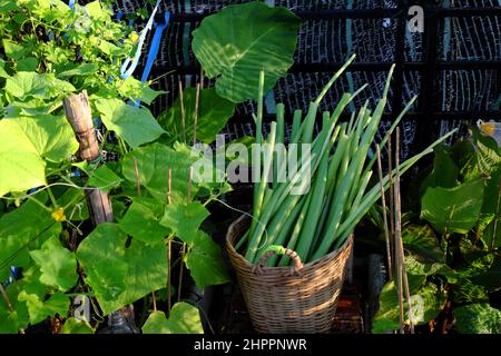 Korb von Colocasia gigantea gerade Ernte aus der Stadt Dachgarten in Ho Chi Minh Stadt, Vietnam, ist Lebensmittelzutat für viele Gericht Stockfoto