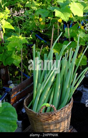 Korb von Colocasia gigantea gerade Ernte aus der Stadt Dachgarten in Ho Chi Minh Stadt, Vietnam, ist Lebensmittelzutat für viele Gericht Stockfoto