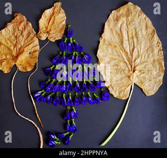 Erstaunliches Konzept aus Schmetterlingsblüten und trockenen Blättern, um Baumform auf schwarzer, frischer violetter Flora zu machen, machen Lebensmittelfarben, Kräutertee, die gut für ihn sind Stockfoto