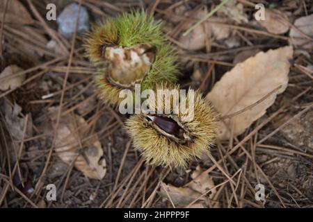 Detail der Kastanie in seiner Stachelschale auf dem Boden mit trockenen Blättern um ihn geklebt Stockfoto