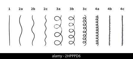 Klassifizierung der Haartypen - gerade, wellig, lockig, verworrend. Schema der verschiedenen Arten von Haaren. Lockiges Mädchen Methode. Vektorgrafik auf Weiß Stock Vektor