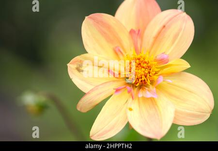 Nahaufnahme von „Kelsey Annie Joy“, „Collarette Dahlia“ in sanften Pfirsichfarben Stockfoto