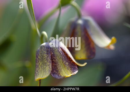 Fritillary Plant Portrait - Nahaufnahme von Schlangenkopfpflanzen in den Pyrenäen / Fritillaria pyrenaica Stockfoto