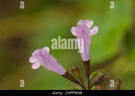 Blüten von Salbei Salvia officinalis. Cubo de La Galga. Puntallana. La Palma. Kanarische Inseln. Spanien. Stockfoto