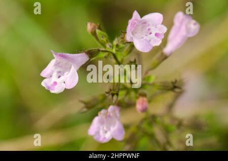 Blüten von Salbei Salvia officinalis. Cubo de La Galga. Puntallana. La Palma. Kanarische Inseln. Spanien. Stockfoto