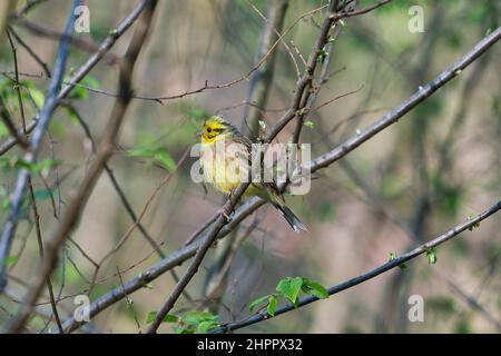 Eine Yellowhammer Emberiza citrinella sitzt am Morgen auf einem Baum Stockfoto