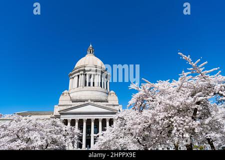 US-Hauptstadt mit Sakura-Park blüht. Washington State Capitol. Legislativgebäude Stockfoto