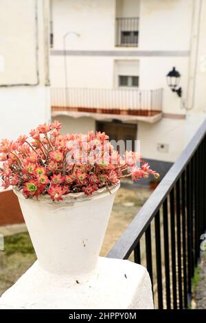 Dekoratives Topfsedum palmeria auf der Straße im Dorf Abdet, Alicante, Spanien Stockfoto