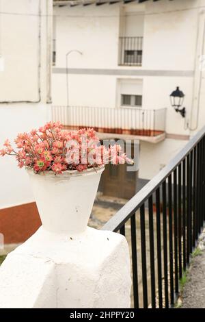 Dekoratives Topfsedum palmeria auf der Straße im Dorf Abdet, Alicante, Spanien Stockfoto