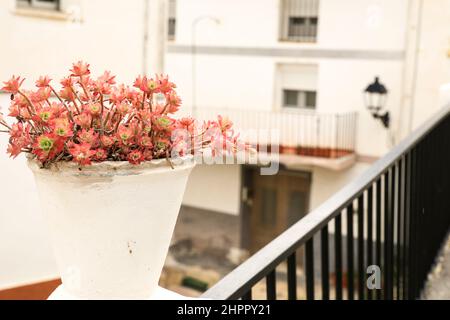 Dekoratives Topfsedum palmeria auf der Straße im Dorf Abdet, Alicante, Spanien Stockfoto