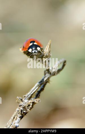 Marienkäfer Coccinella septempunctata mit sieben Flecken auf trockenem Dorn Stockfoto