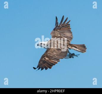 Eastern Osprey (Pandion cristatus) im Flug mit ausgestreckten Flügeln, Kalgan River, Albany, Western Australia, WA, Australien Stockfoto