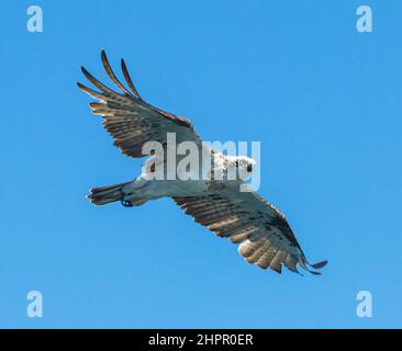 Eastern Osprey (Pandion cristatus) im Flug mit ausgestreckten Flügeln, Kalgan River, Albany, Western Australia, WA, Australien Stockfoto