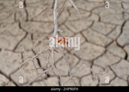 Selektiver Fokus auf eine seltene rote omanische Libelle (Urothemis thomasi), die auf einem ausgetrockneten Zweig in einer trockenen Wüstenlandschaft in einem wadi in Ras Al thront Stockfoto