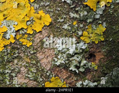 Extreme Nahaufnahme von gelben Flechten und grünem Moos auf der Rinde eines Baumes. Baumstamm bedeckt von Flechten und Moos. Stockfoto