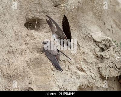 Sand Martin, Riparia riparia, ausgewachsener Vogel im Flug, der den Eingang des Nestbaus verlässt Norfolk, Mai Stockfoto