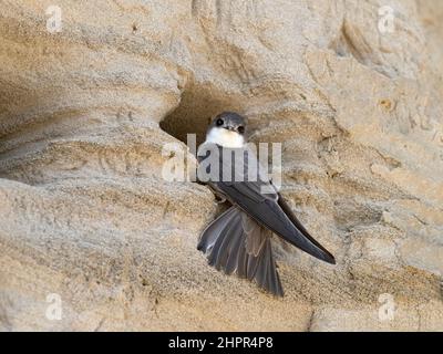 Sand Martin, Riparia riparia, ausgewachsener Vogel am Nistgraben Eingang Norfolk, Mai Stockfoto