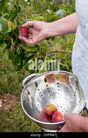 Frau pflückt Pflaumen von einem Baum in ihrem Garten. Stockfoto