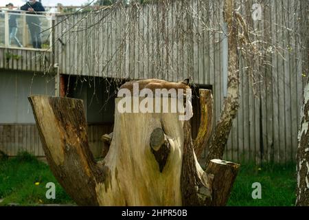 Lynx schläft auf einem künstlichen Lebensraum in einem Zoo Stockfoto