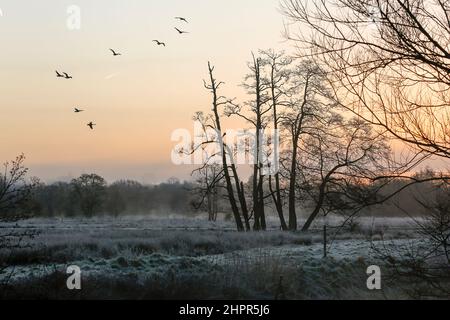 Waverley Lane, Elstead. 23rd. Februar 2022. Ein kalter und frostiger Start in den Tag für die Heimatkreise. Frostige Bedingungen entlang des River Wey bei Thundry Meadows in Elstead, in der Nähe von Godalming, in Surrey. Kredit: james jagger/Alamy Live Nachrichten Stockfoto